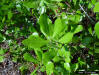 Myrtle Oak (Quercus myrtifolia)