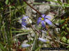 Narrowleaf Blue-eyed grass flowers (Sisyrinchium angustifolium)
