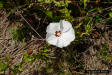Noyau Vine (Merremia dissecta)