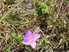 Nuttall's Meadowbeauty (Rhexia nuttallii)