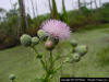 Image - Nuttall's Thistle (Cirsium nuttallii)