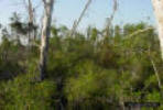 Image - Photo of an Oak scrub habitat