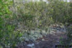 Image - Photograph of an Oak scrub habitat