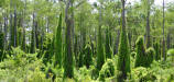 Oldworld climbing fern