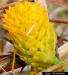 Orange Milkwort flower detail