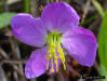 Pale Meadowbeauty flower (Rhexia mariana L.)
