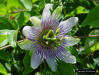 Passion flower (Passiflora incarnata)