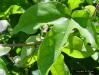 Passionflower leaf detail