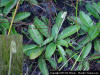 Pineland Daisy (Chaptalia tomentosa)