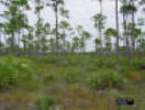 Image - Photo of a Palmetto Prairie habitat.