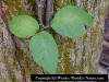 Poison Ivy Leaf