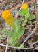 Orange Milkwort plant (Polygala lutea L)