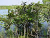 Image - Pond Apple tree (Annona glabra L)