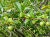 Image - Pond Apple fruit(Annona glabra L.)