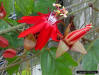 Red Passion-flower (Passiflora coccinea)