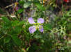 Pale Meadowbeauty (Rhexia mariana)
