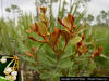 Image - Rusty Lyonia (Lyonia ferruginea)