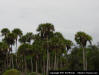 Sabal Palm, Cabbage Palm - Florida state tree