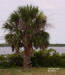 Go to - Sabal Palm description
