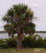 Sabal Palm (Sabal palmetto) Florida State tree