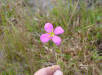 Largeflower Rosegentian (Sabatia grandiflora)