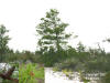 Sand Pine (Pinus clausa) image