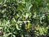 Sand live oak (Quercus geminata Small)
