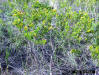 Sandweed, Peelbark St. John's-wort