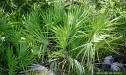 Saw palmetto