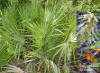 Go to - Saw Palmetto description