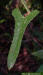 Saw greenbrier leaf (Smilax bona-nox)