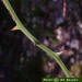 Saw greenbrier stem thorns (Smilax bona-nox)