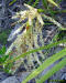 Saw palmetto flowers