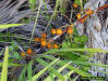 Saw palmetto fruit