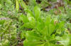 Beachberry (Scaevola plumieri)