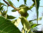 Scrub Hickory nut