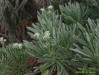 Sea lavender plant