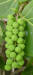 Seagrape fruit
