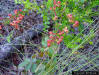 Image - Shiny Blueberry (Vaccinium myrsinites)
