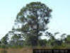 Slash Pine (Pinus elliottii) image
