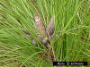 Slash Pine with pollen cones