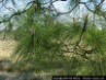 Slash Pine - Detail of needles image