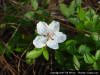 Image - Southern Dewberry (Rubus trivialis)