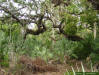 Southern Live oak (Quercus virginiana)