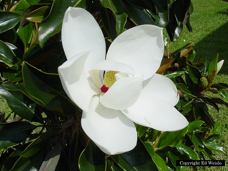 Prehistoric and Magnolias on Pinterest