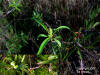 Water Toothleaf, Corkwood (Stillingia aquatica) image