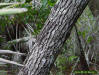 Image - Swamp bay (Persea palustris) bark