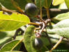 Image - Swamp bay (Persea palustris) fruit