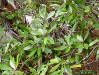 Swamp bay (Persea palustris) leaf