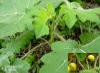 Tropical Soda Apple (Solanum viarum Dunal)